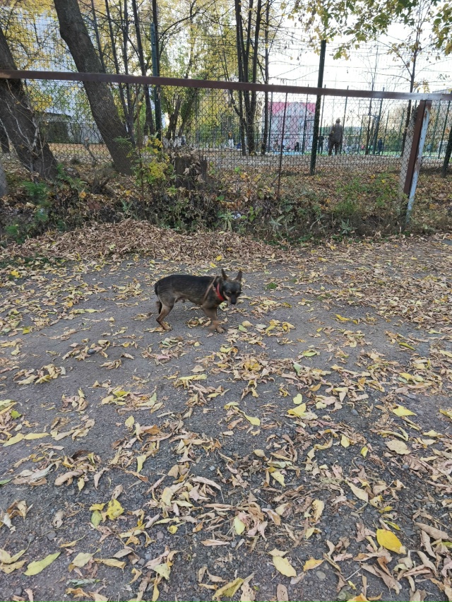 Не по теме, чей пёсель не первый день бегает в районе ли...