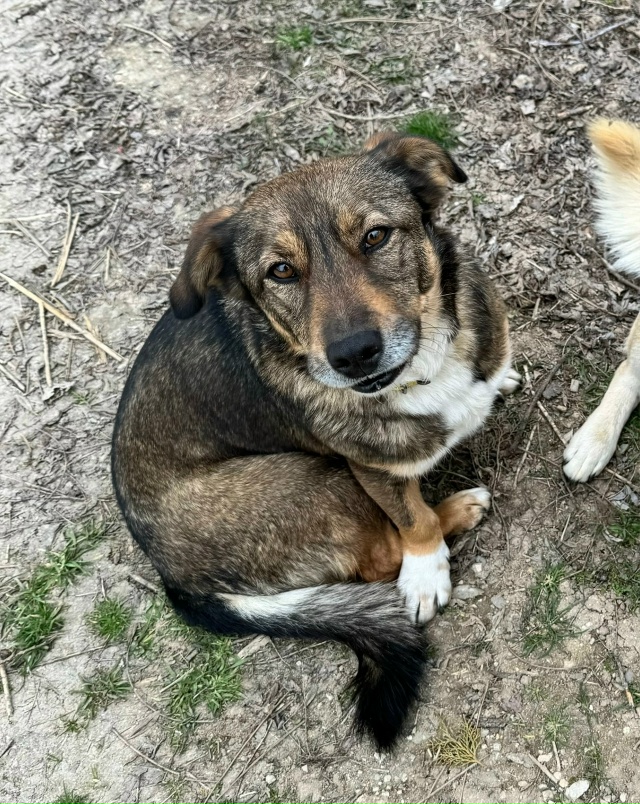 Пропала собака в районе курортной зоны, ул. Фрунзе, ул.П...