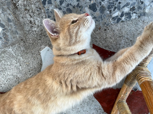 Чей кот? Пиндуши.