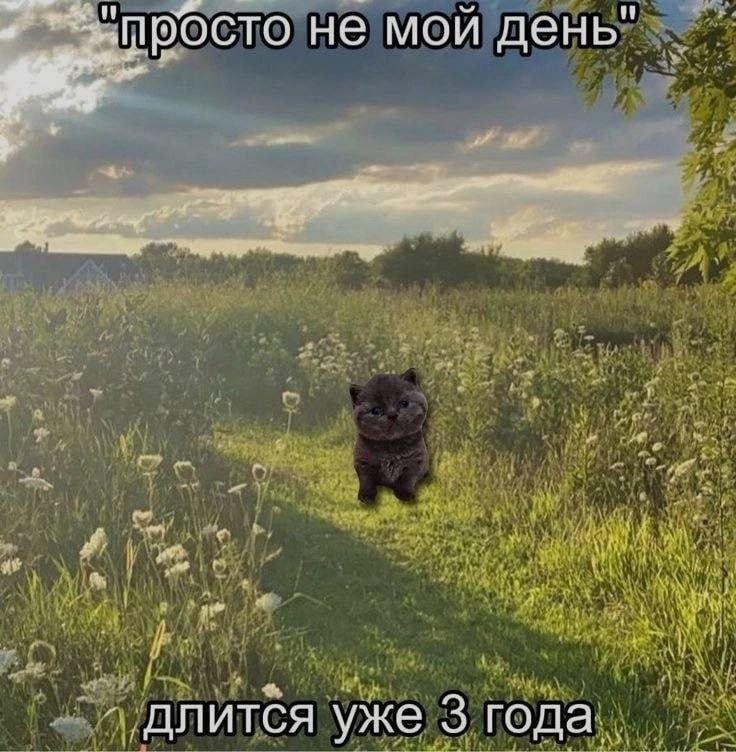 Ночная подборочка
Спать, режим