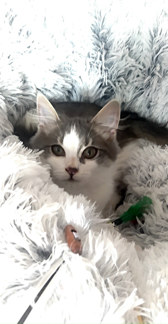 Маленький Пуховичок остался один. Сестрица уехала в но...