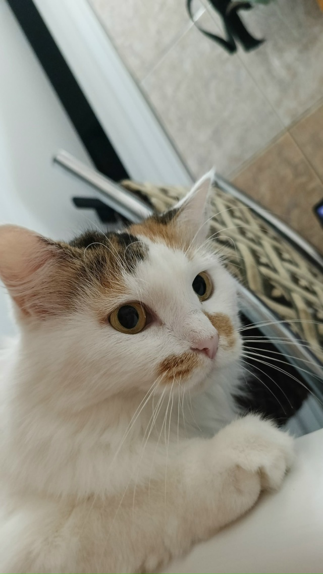 ПРОПАЛА КОШКА
Район: АЦИ, Хальзова 12
Кличка: Соня
Кошк?...