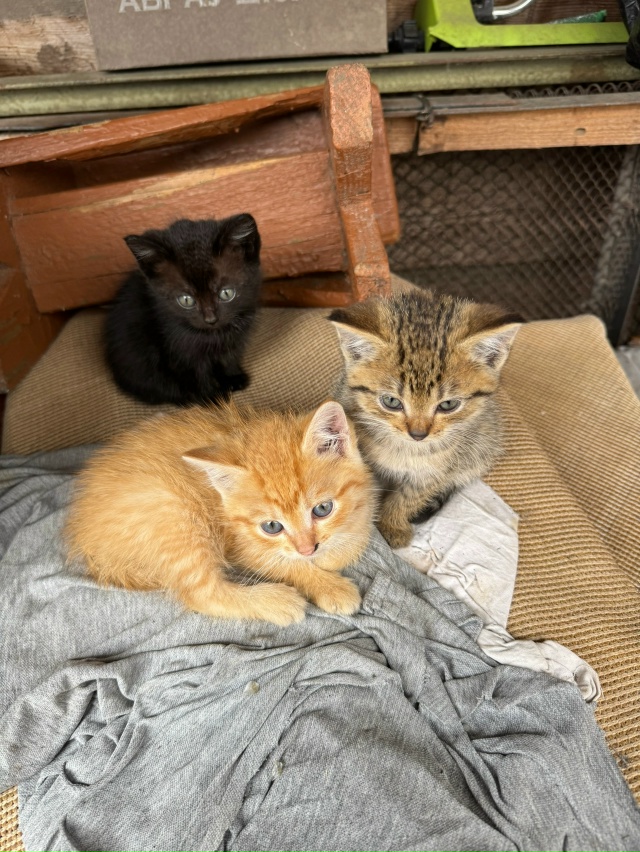 Котики ищут дом! ❤️ Ручные добрые котята!