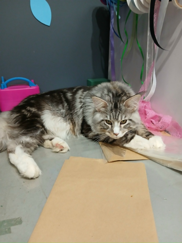 Сегодня в цветочном магазине, самый красивый продавец...