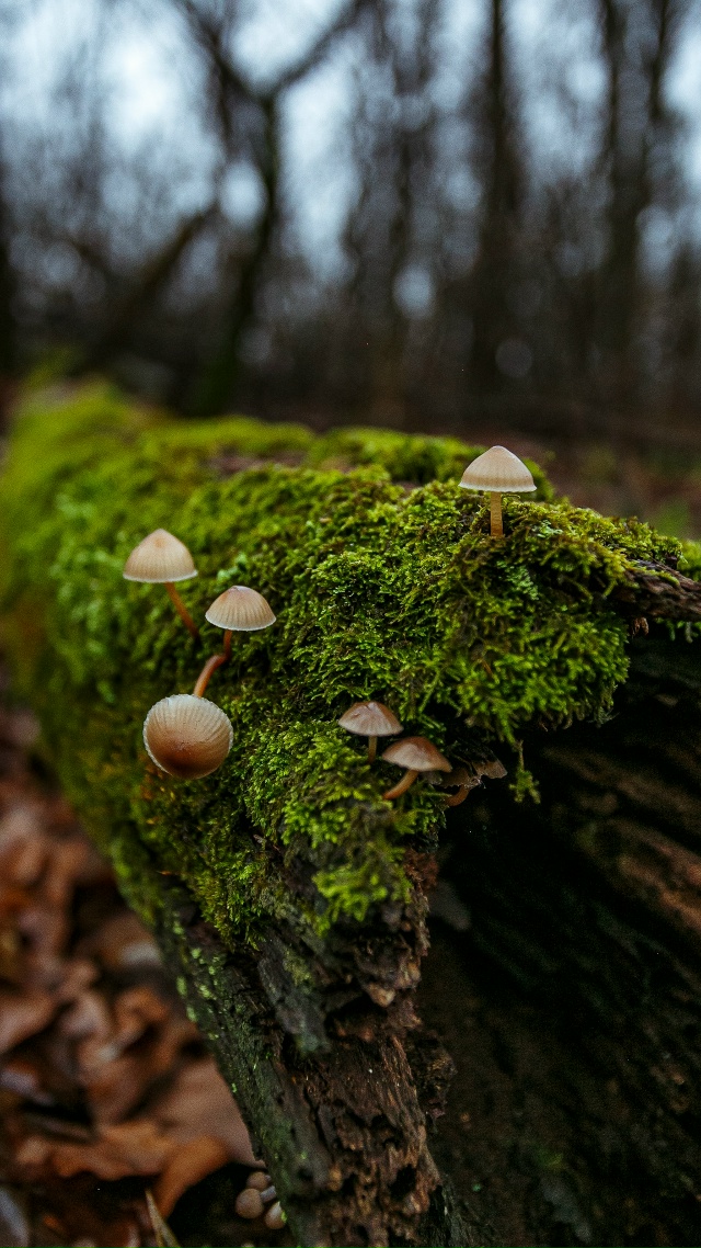 🥰 Осенняя красота в лесах Воронежской области