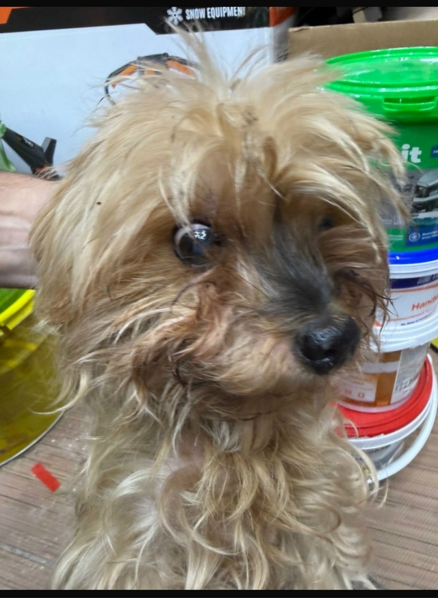 Ищет хозяина! 🐕 йоркширский терьер (мальчик), найден в...