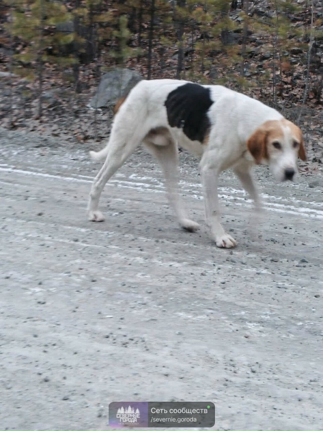Добрый день! Опубликуйте пожалуйста про собаку. Может ?...