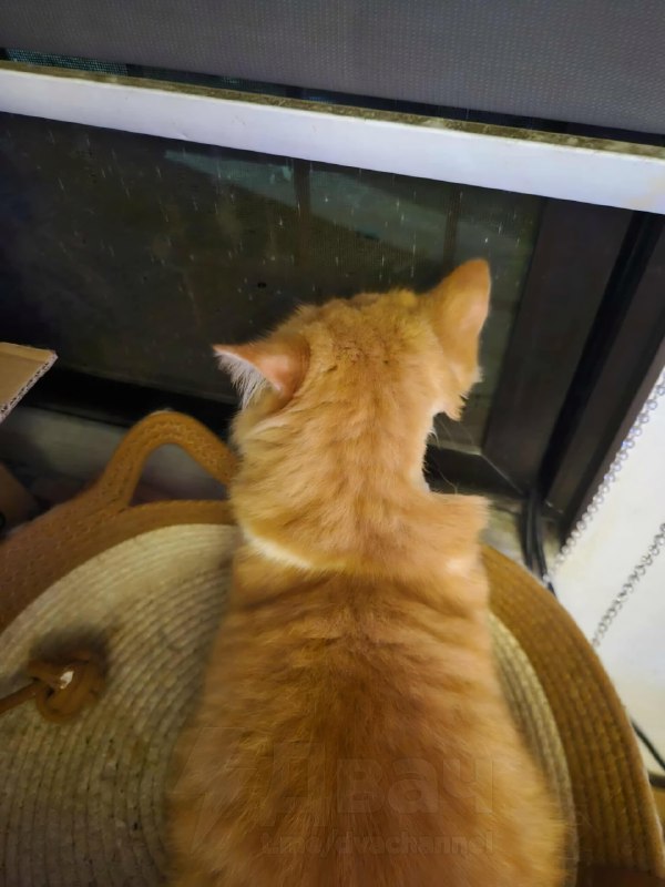 Тян отвезла кота к ветеринару, где ему пришлось побрить шею для обследования
Теперь он выглядит так