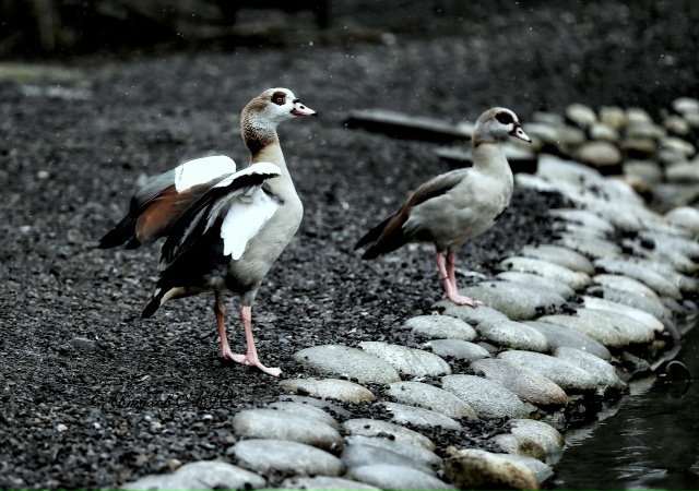 Сегодня заглянул в Подмосковный Сафари‑парк — и, каже...