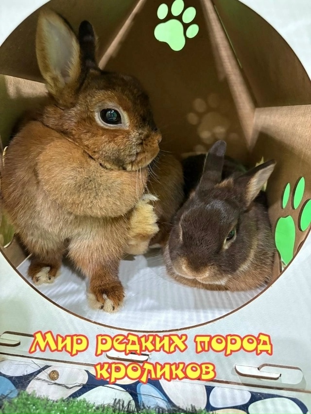 Воронеж, приглашаем посетить мимимишную и пушистую вы...