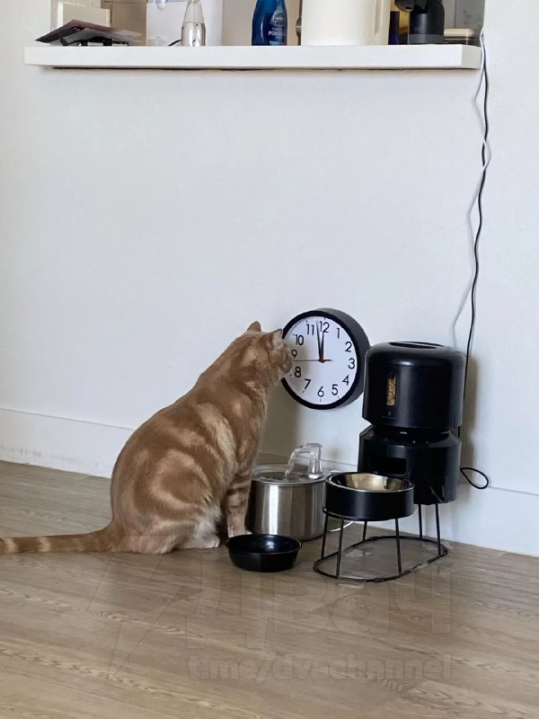 Коту поставили часы рядом с автоматической кормушкой, чтобы он понимал, когда будет следующая порция