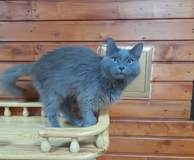 ЧУДО - МУРКА 🐈‍⬛ ИЩЕТ ДОМ❗️
Шерстка словно бархат 🌺...