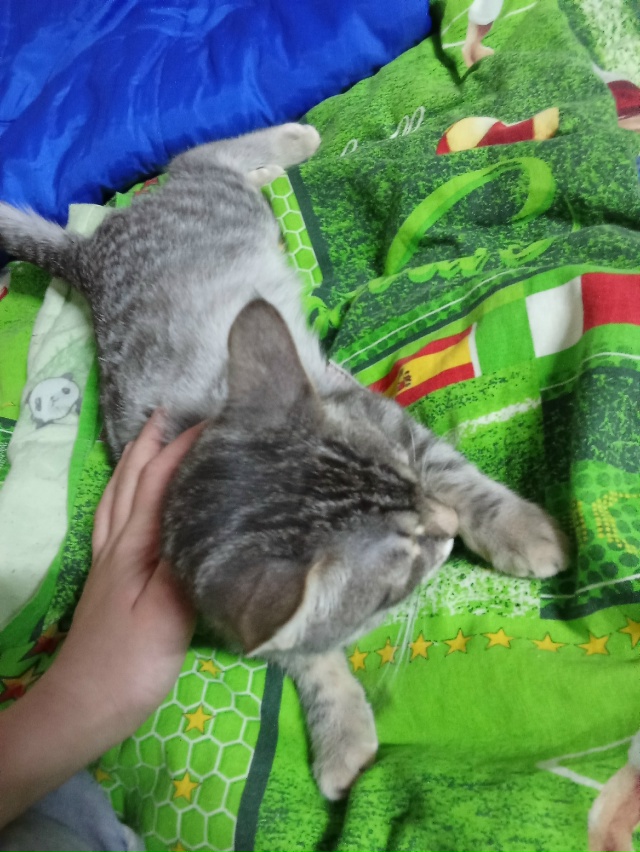 Отдам котёнка 4 месяца завут Илиза в хорошие руки латте...