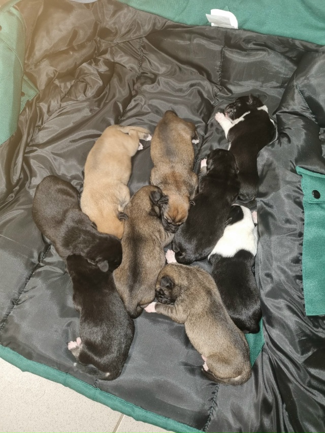 SOS!!!!
ПОМОГИТЕ!!!
Собака дворовая на Арбате , ощенила на у...