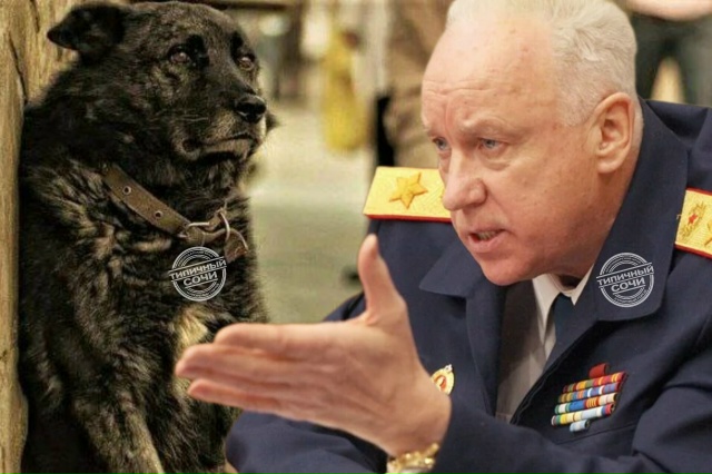 Не опять, а снова: в Сочи бездомная собака покусала реб?...