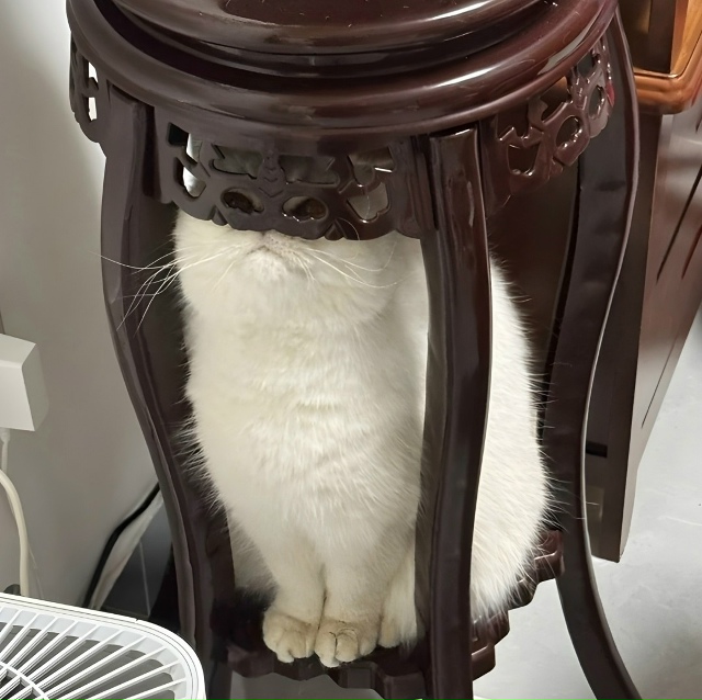 Не вижу никаких котов