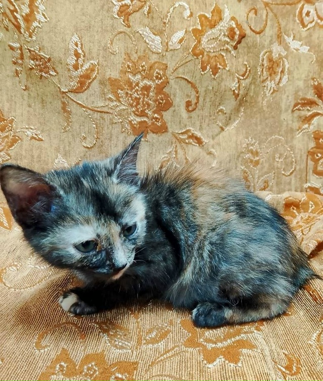 Кошечки ищут дом
89308413854 Наталья