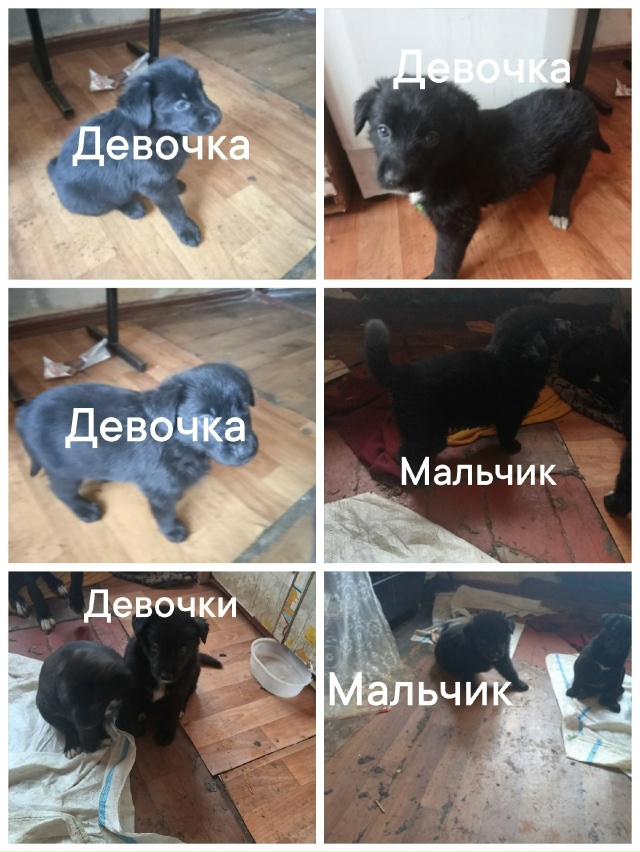 🆘История собачьей семьи из общаги закончилась печаль...