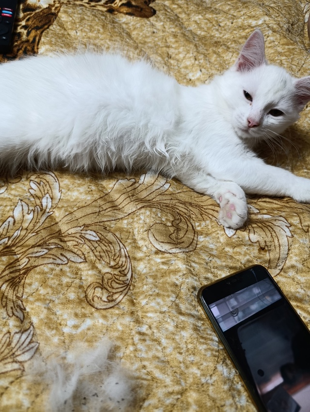 Котя месяца 3+ кот и кошка, едят всё, в лоток ходят... бат...