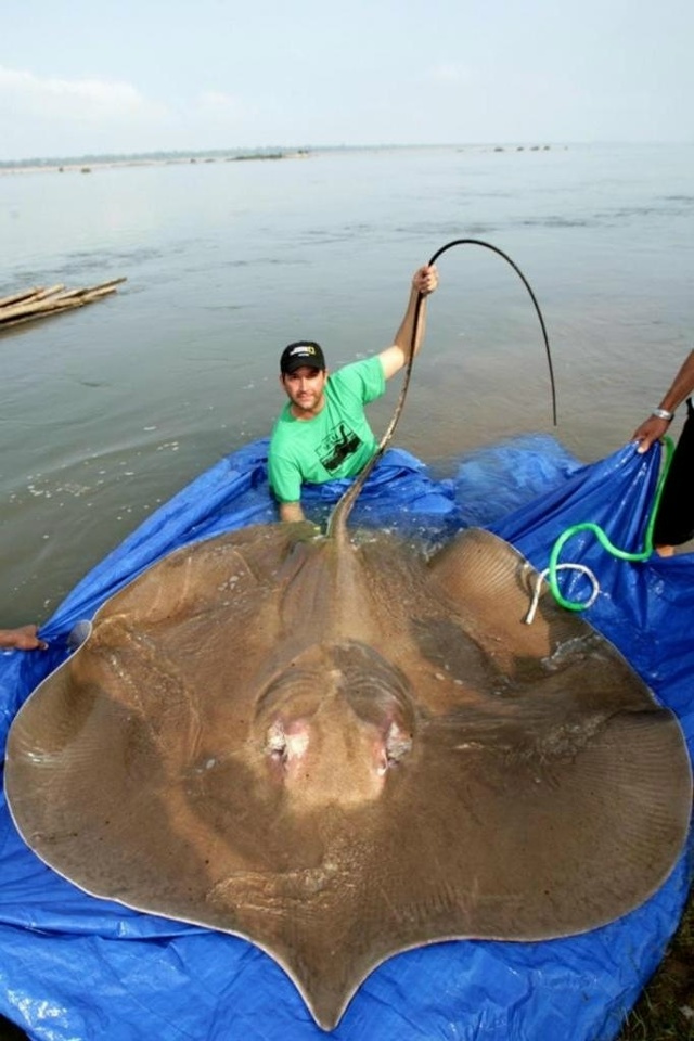 Пост для тех, кто всегда представлял этих животных куд?...