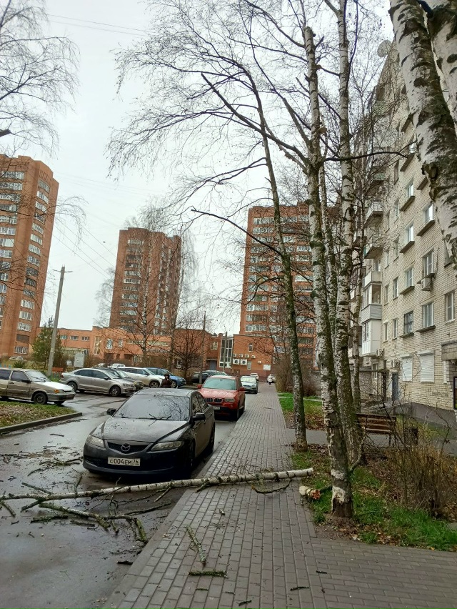 Дерево упало на машину около дома Ленинградский просп?...