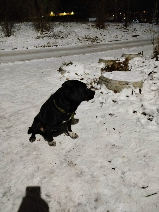 Новая 3 , 8 подъезд заберите собаку хозяева ! Лапы отморо...