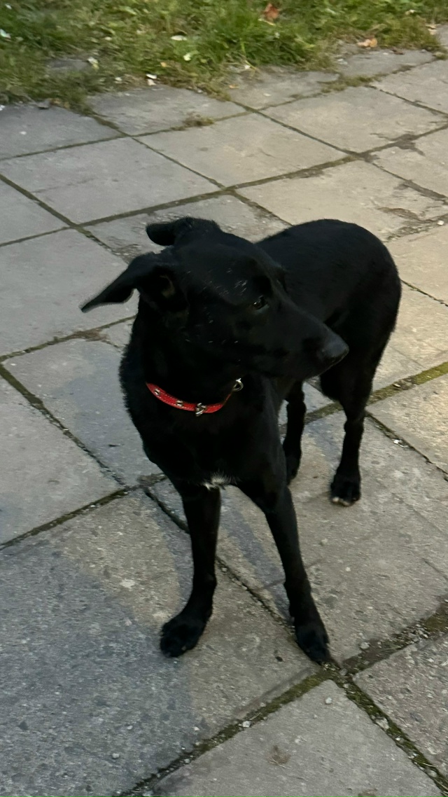 Целый день собачка стоит в ожидании хозяина. Молодой к?...