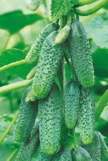 5 декабря пятница, на продовольственной части рынка СЕ?...