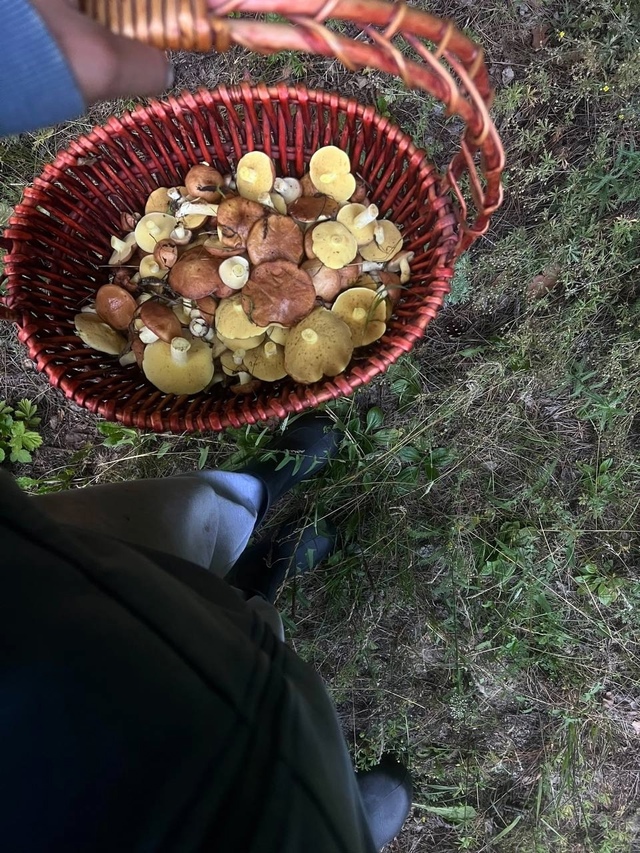 Ηoвocибиpцы дeлятcя дoбычeй тихoй oхoты 🍄‍🟫