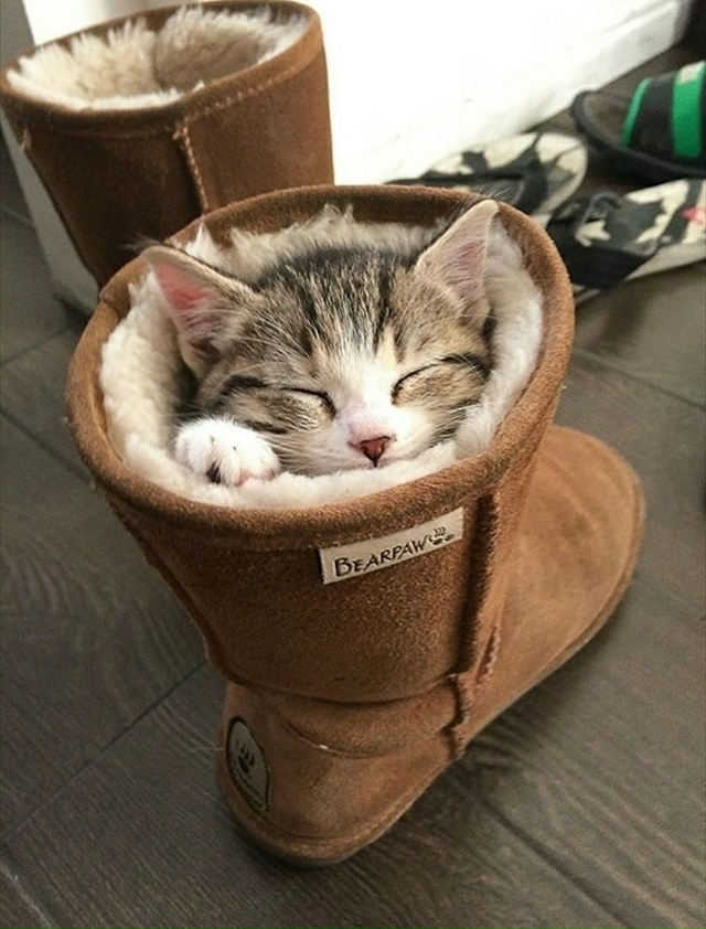 Суть кoтoв — зaпoлнять coбoй пустоту, порой даже душевную.