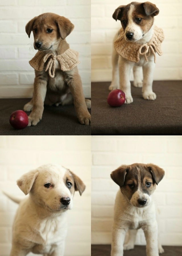 Четверо прекрасных щенят ищут дом!
Крошки приехали к ...