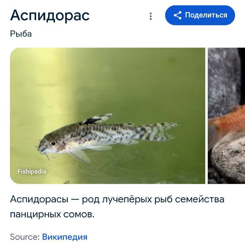 В сети найдена рыба, которую можно отправлять во время важных переговоров. Не оскорбляем, а делимся
