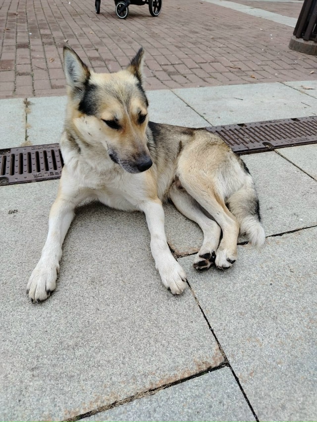 Ищет дом пес.
Кобель. Молодой, игривый и добрый.
Он тян?...