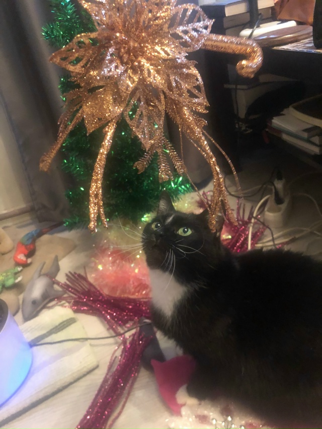 Коко Шанель: - Мяу!! Не позволю Елку убирать!!!😹