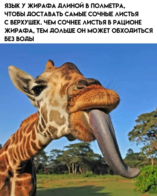 7 любопытных фактов про жирафов.