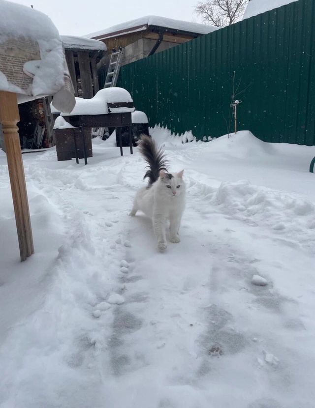 Всем привет, случилось беда, пропала наша кошечка(
Откл...