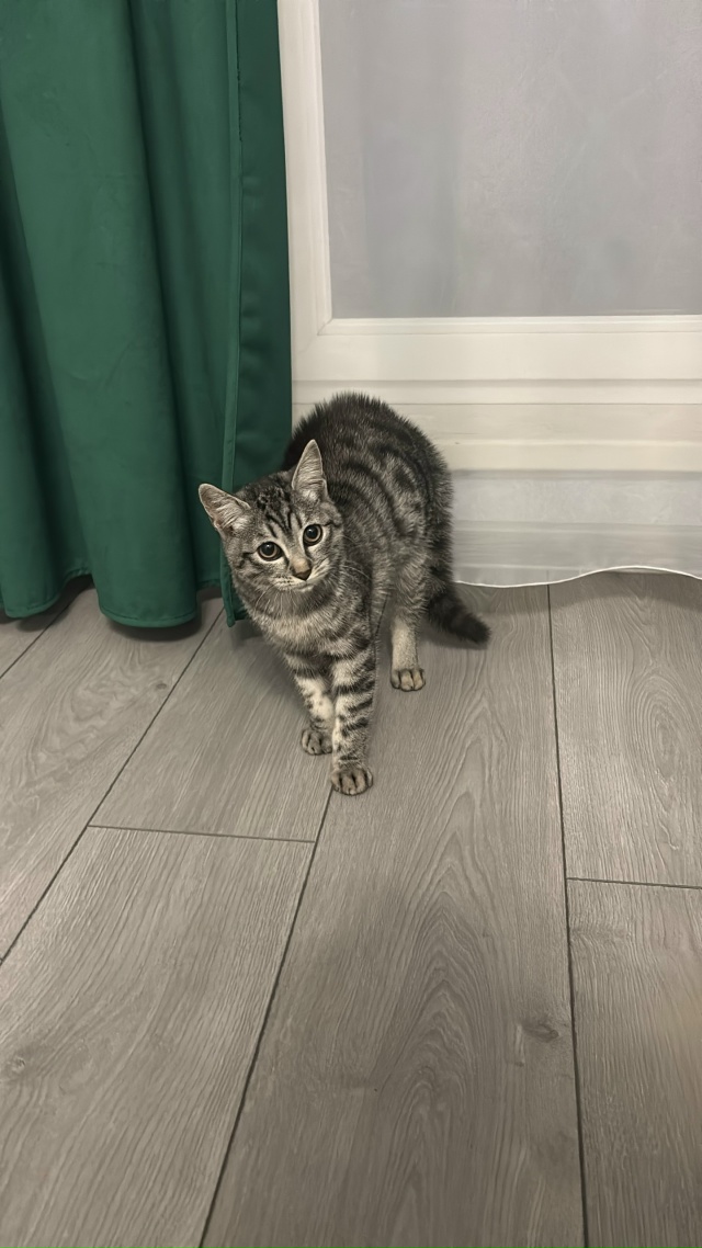 Графит ищет в Можайске новый дом и заботливых хозяев! ...