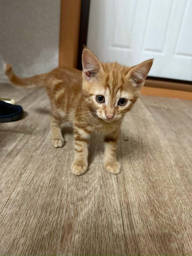 Отдам котенка в добрые руки, маленький тигренок, возра?...