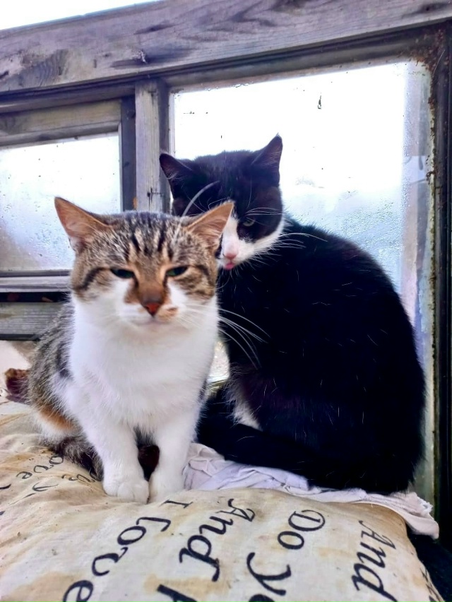 🐈 Парочка молодых котиков от года до двух лет в поиска...