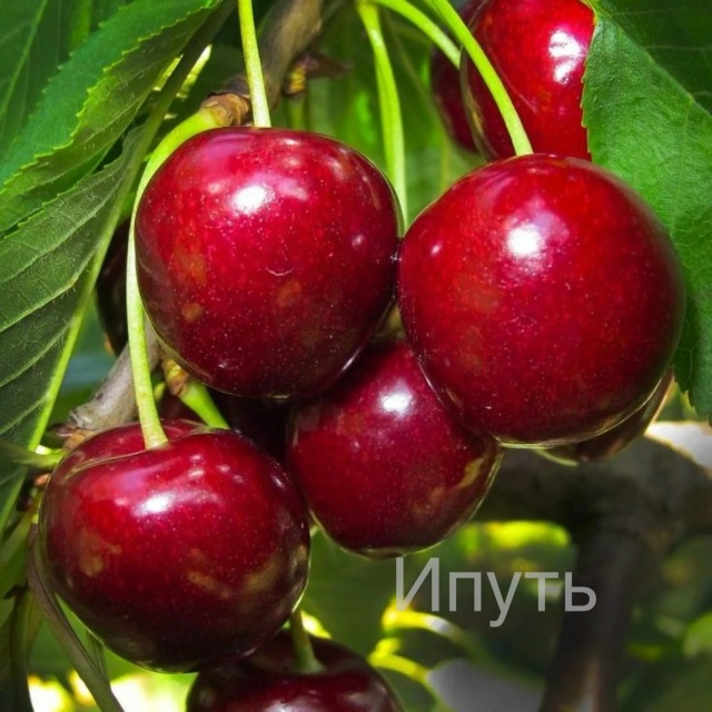 ‼️Отличная новость для садоводов г.Бузулук!
🌿🌳 9 Окт...