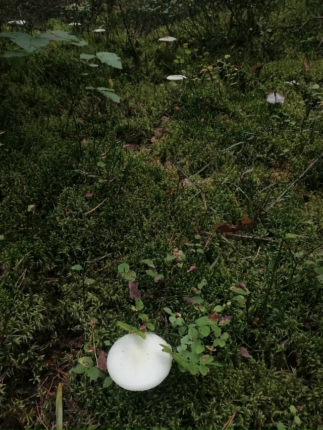 Доброго утра, Никольск❤
