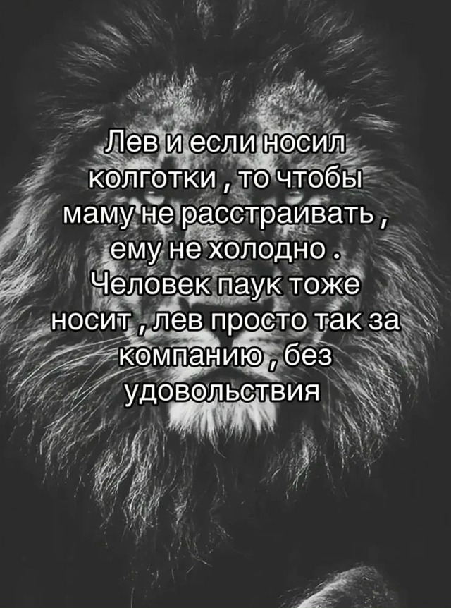 Сегодня отмечается всемирный день льва😼