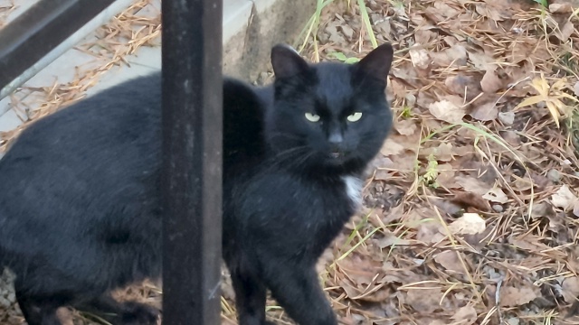 На кладбище в Каринторфе бегает голодный котенок.