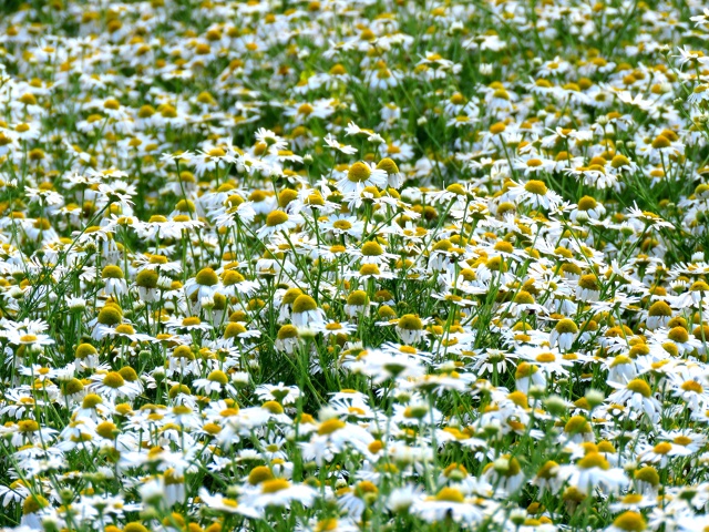 Прекрасное ромашковое поле в Пермском районе.🌼🌼🌼