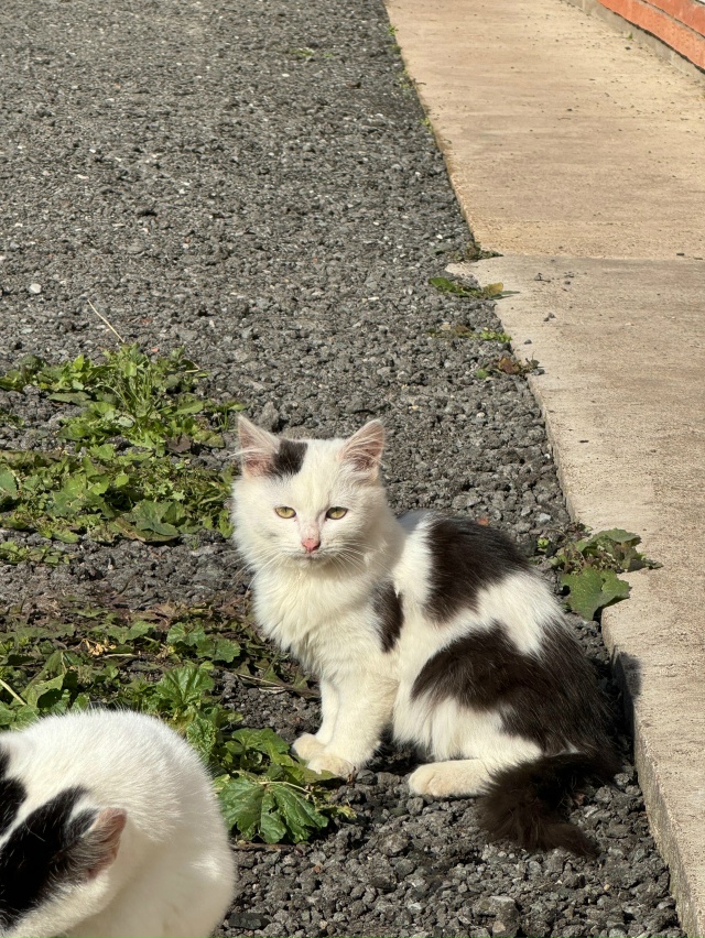 Отдаем в добрые руки
Девочки
5 месяцев
Поможем со стер?...