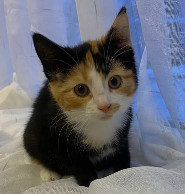 ➡️Кировск
Красивые малыши в поисках дома!!!
Две трёх ц...