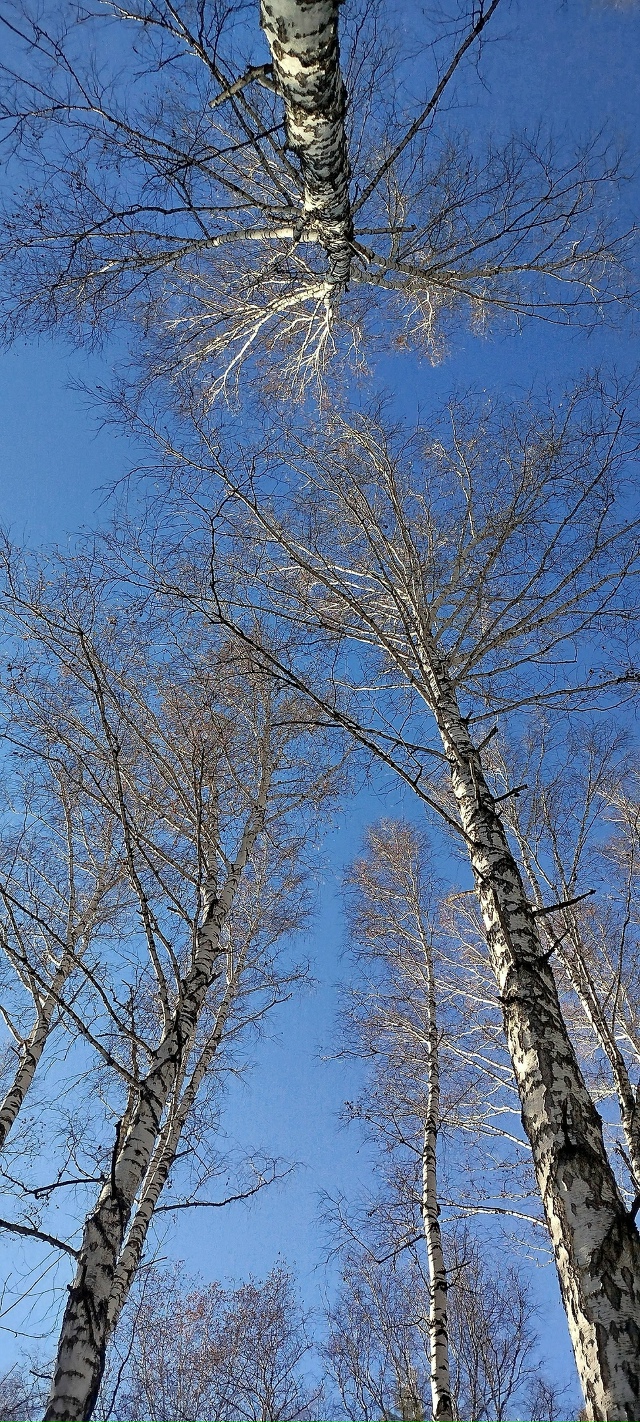 ✨ Утpo в лecу
Φoтo: Ингa Рaдугa