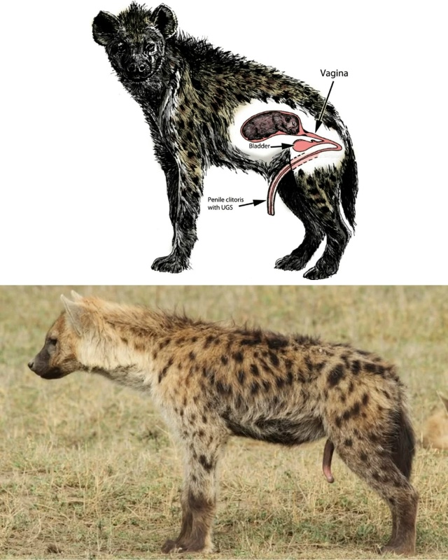 Это самка пятнистой гиены, у них отсутствует традицион...