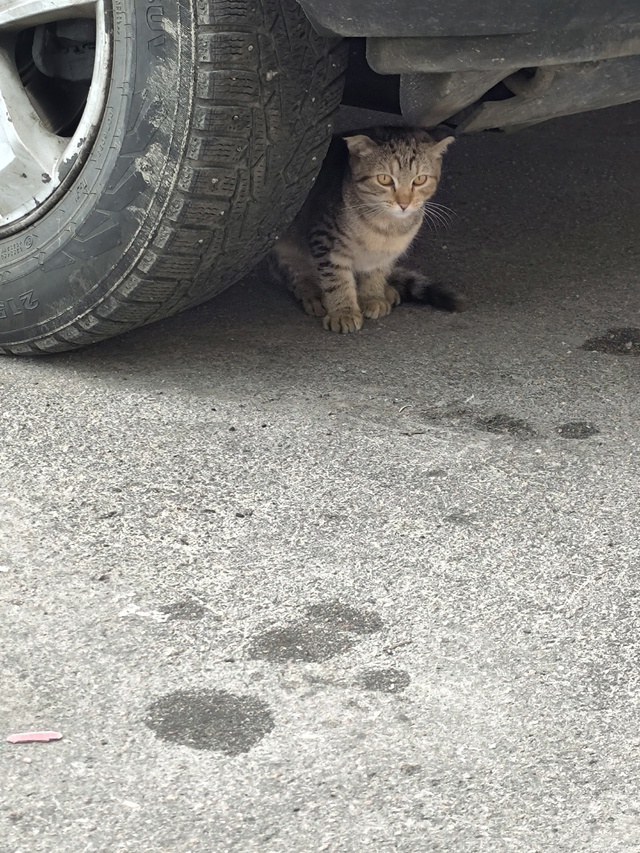 На улице Невская 3, около Бристоля, в 11:20 найден котёнок....
