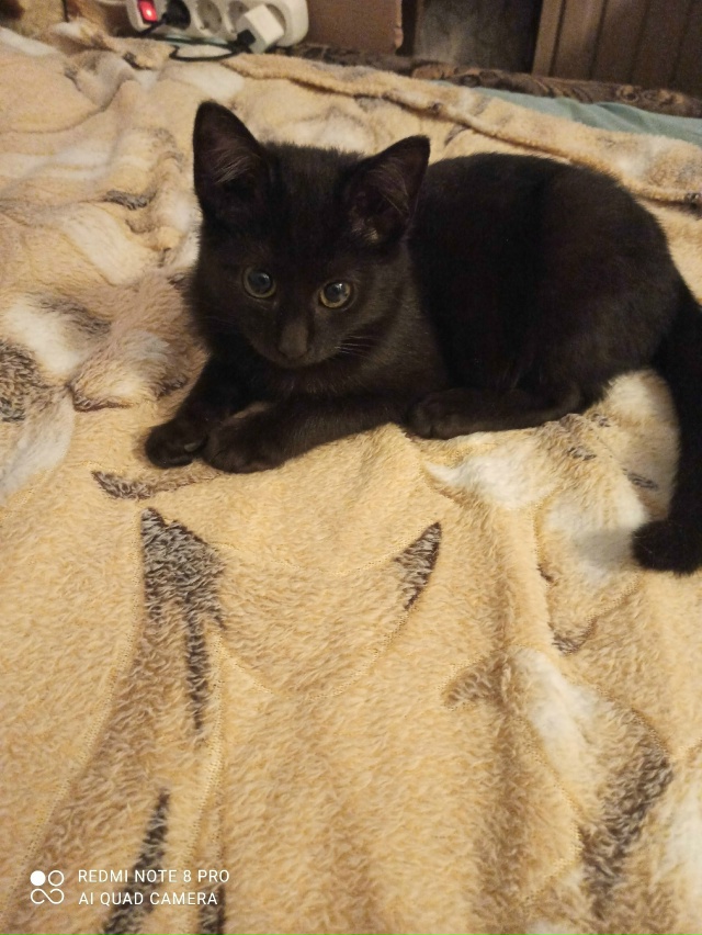 Нашли мы его на улице.
Он ручной, хороший,добрый котено...